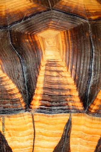 Ploughshare tortoise, Asterochelys yniphora, scutes.