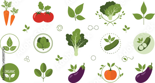 Organic vegetables vector illustration set with carrot, tomato, broccoli, eggplant and pumpkin, healthy farm food icons and botanical elements collection design