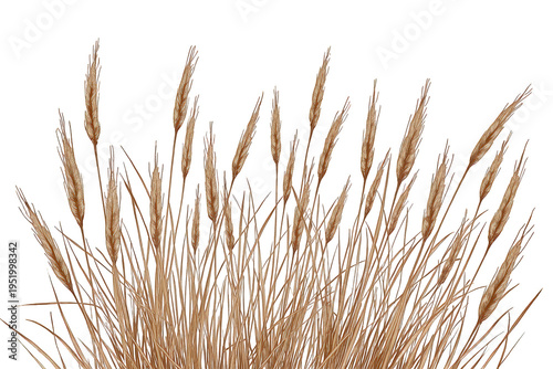 Dried wheat grass panicles on transparent background for spring or autumn nature design elements