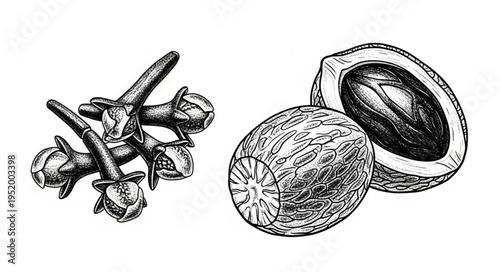 Detailed Sketch of Cloves and Nutmeg with Shell.