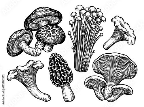 Hand drawn line art mushroom set featuring various edible fungi for food and nature concepts