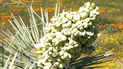 Wallpaper Mural Slow motion shot of Joshua Tree wildflower super bloom at Antelope Valley in Lancaster, California, USA Torontodigital.ca
