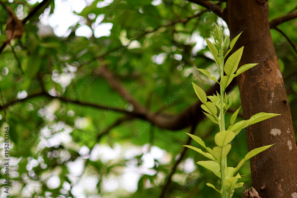Obraz premium Fresh Green Leaves Emerging on a Tree Branch