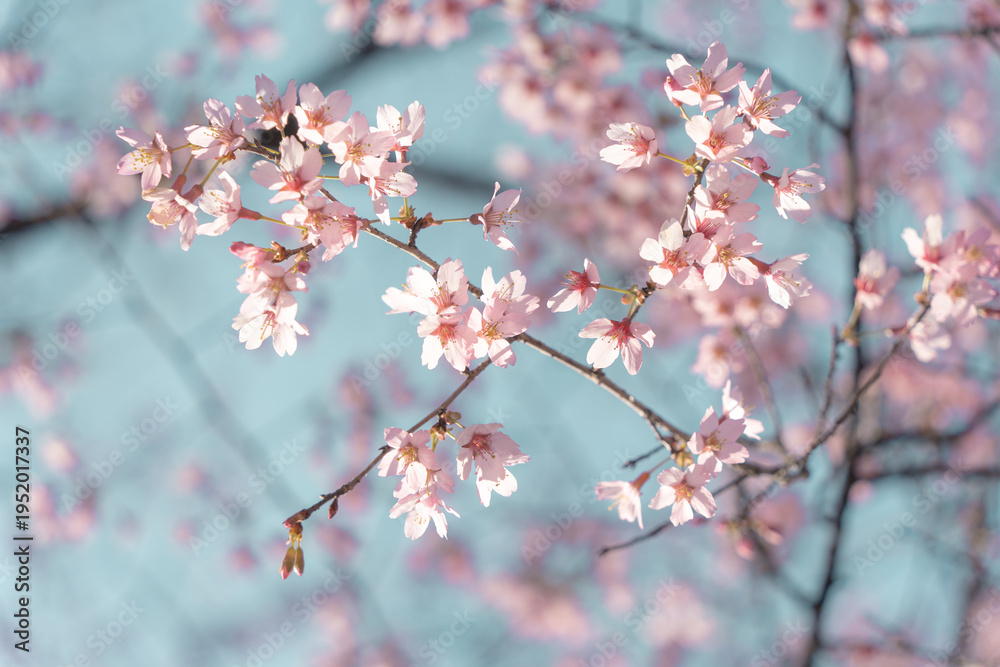 Fototapeta premium Cluster of Pink Cherry Blossoms in Full Bloom
