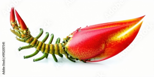 Lobster claw closeup. Bright red, yellow hues dominate. Detailed texture visible against white background. Isolated specimen.