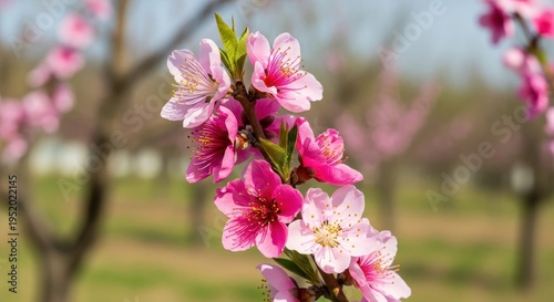 Peach Blossom Branch in Springtime Orchard - A Floral Delight.