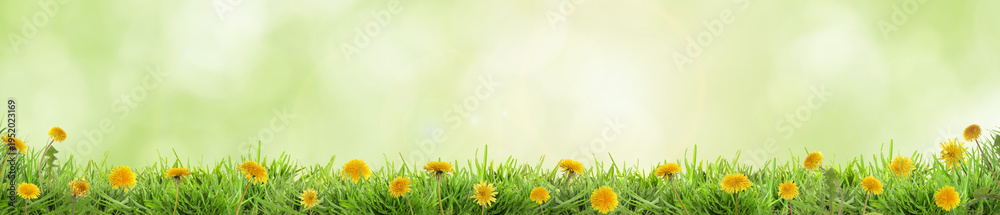 Obraz premium Lush spring grass with blooming yellow dandelions against blurred green background, banner design