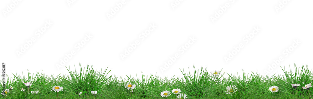 Fototapeta premium Beautiful daisies growing among green grass against white background, banner design. Spring flowers