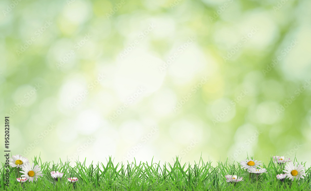 Obraz premium Bright daisy flowers and lush green grass growing outdoors. Spring season