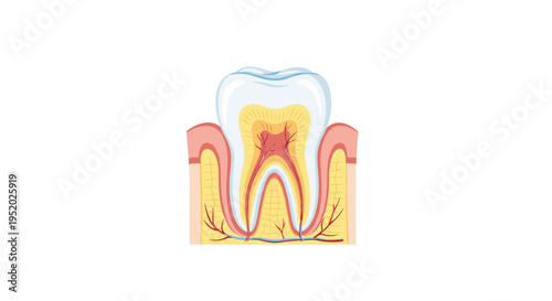 A cross-section diagram of a human tooth displays its internal components including blue veins and red arteries.