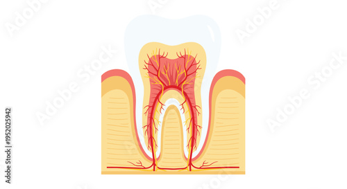 An anatomical cross-section of a human tooth shows the internal structure with red arteries and yellow nerves.