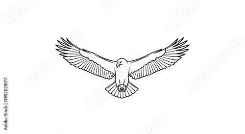 A detailed black outline drawing of an eagle in full flight, viewed from below, is centrally positioned on a pristine white background.