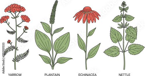 Medicinal herbs illustration set featuring yarrow plantain echinacea and nettle detailed botanical drawings isolated on white background for herbal medicine education and design use
