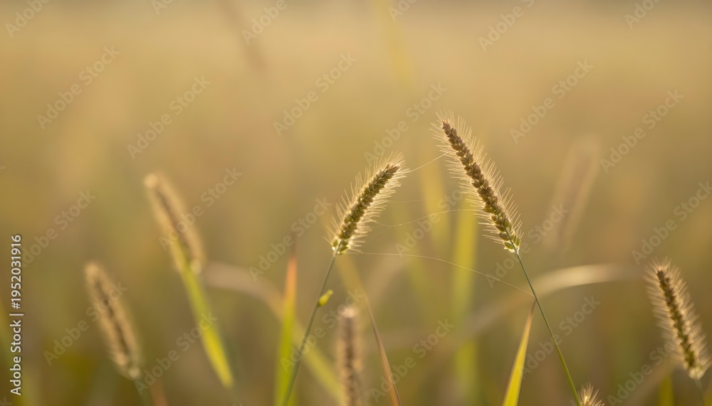 Fototapeta premium Golden hour sunlight illuminates delicate grass seed heads with fine spiderwebs