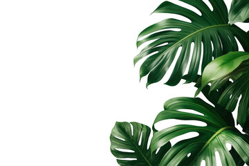 Monstera tropical leaves creating a lush green border, botanical foliage on transparent background