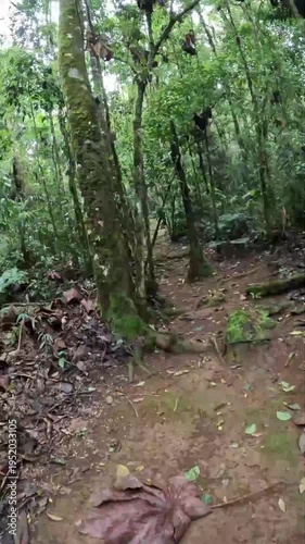 Time lapse caminhando na trilha na cidade de Araponga, região da Serra do Papagaio, Estado de Minas Gerais, Brasil