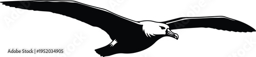 Fotografia Silhouette majestic albatross bird flying wide wingspan white head vector design