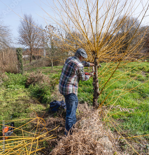 Man in a plaid shirt pruning the yellow branches of a willow tree in a rural setting. Garden maintenance scene during a sunny spring day in the middle of the outdoors.