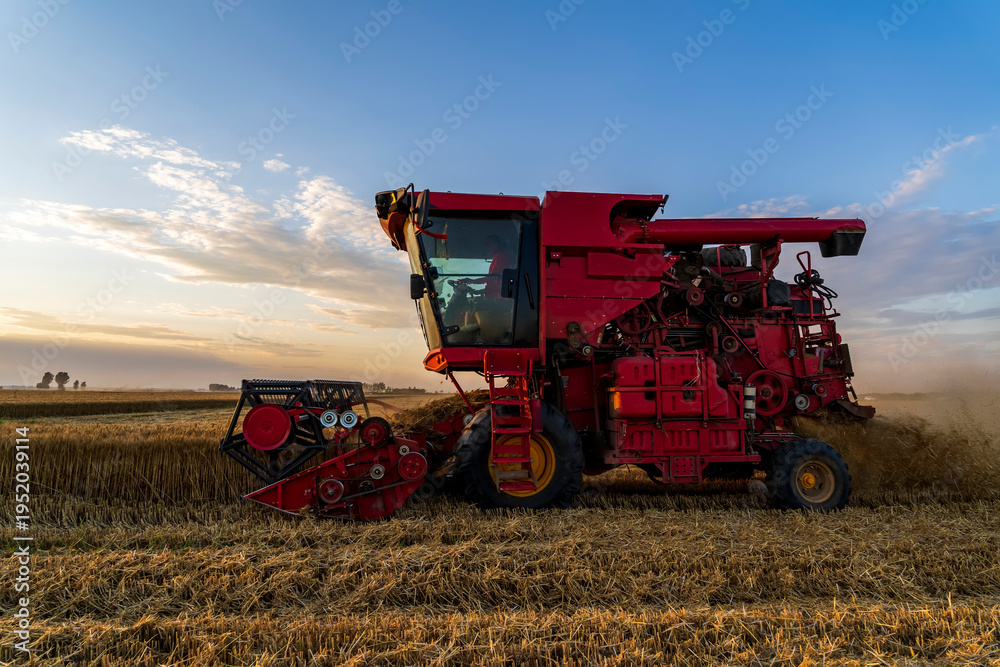 Fototapeta premium The combine is harvesting the wheat in the evening