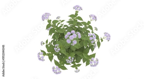Overhead view of a vibrant flowering plant with delicate blossoms.