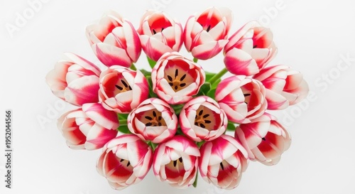 Overhead View of Pink and White Tulips in Full Bloom.
