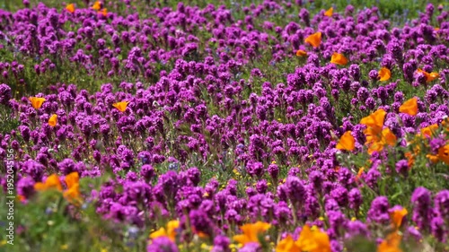 Wallpaper Mural Slow motion shot of purple owl's clover wildflower super bloom at Antelope Valley in Lancaster, California, USA Torontodigital.ca