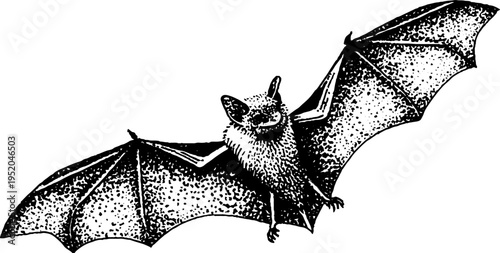 Majestic bat in flight with spread wings black and white stipple art for nature designs