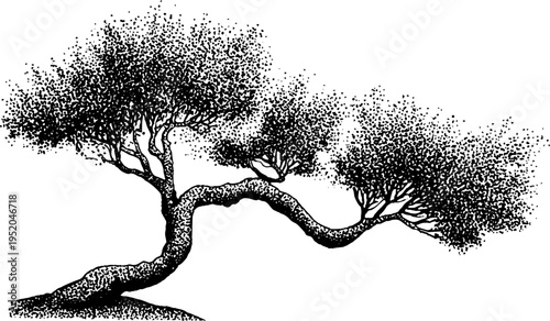 Bonsai tree with twisted trunk in black and white stipple art: decorative design for nature enthusiasts
