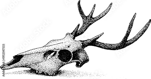 Black and white deer skull with antlers in vintage stipple effect for design
