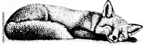 Serene fox in curled sleeping pose with black and white stippled texture