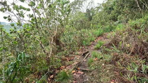 Caminhando na trilha na cidade de Araponga, região da Serra do Papagaio, Estado de Minas Gerais, Brasil