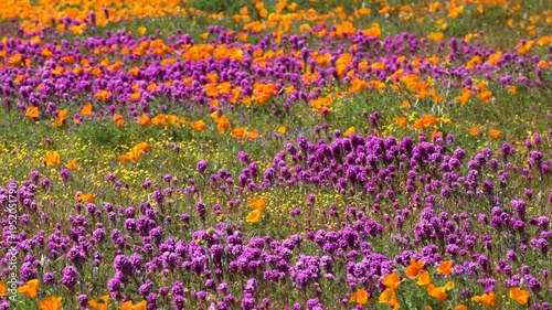 Wallpaper Mural Slow motion shot of purple owl's clover wildflower super bloom at Antelope Valley in Lancaster, California, USA Torontodigital.ca