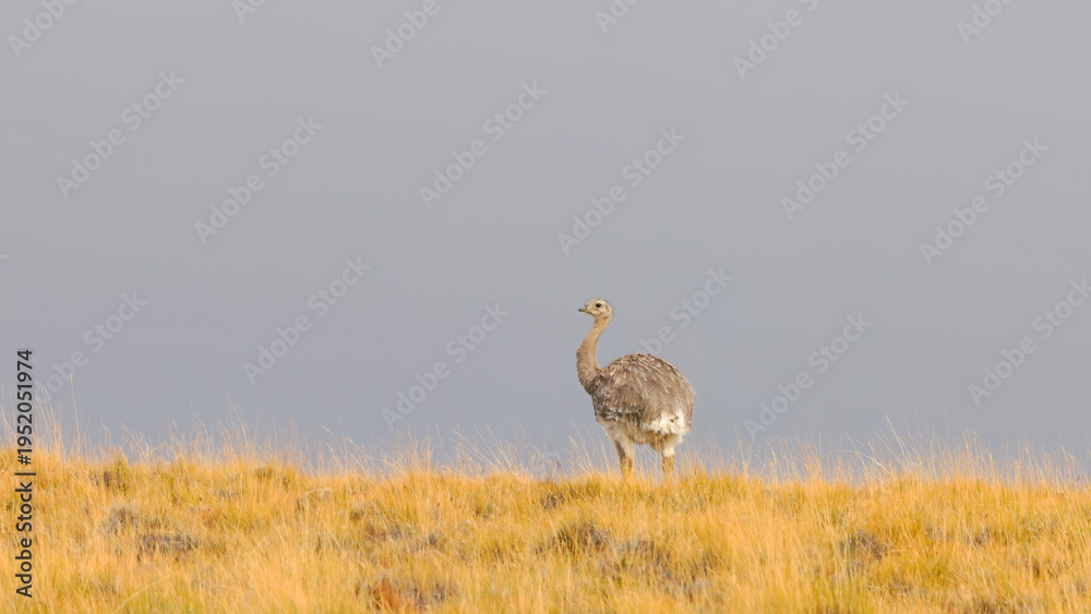 Φωτογραφία a lesser rhea walking on a grassy ridge of the steppes of patagonian argentina