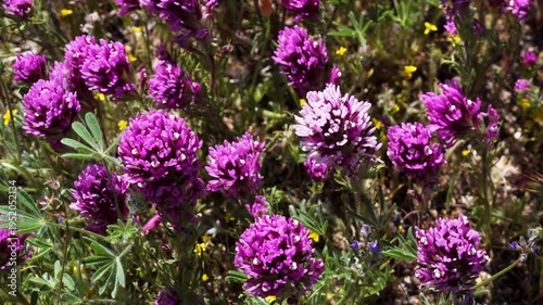 Wallpaper Mural Slow motion shot of purple owl's clover wildflower super bloom at Antelope Valley in Lancaster, California, USA Torontodigital.ca