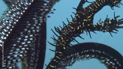 A beautiful, feathery sea lily gently sways back and forth in the crystal clear waters off the coast of the Philippines. Underwater marine life at its finest.