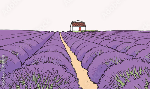 Lavender fields with a small house and a pathway during daytime in a rural area