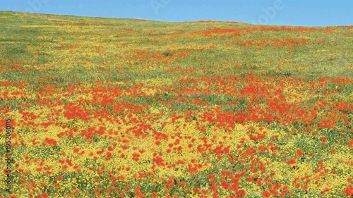 Wallpaper Mural Slow motion shot of wildflower super bloom at Antelope Valley in Lancaster, California, USA Torontodigital.ca