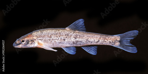 Fotografía Longnose dace, Rhinichthys cataractae, black background