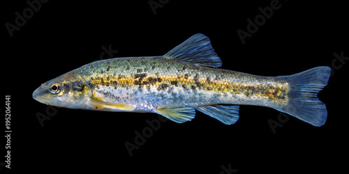 Photos Eastern blacknose dace, Rhinichthys atratulus, black background