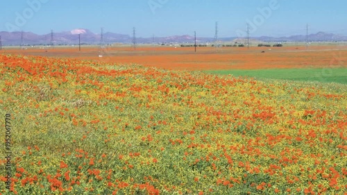 Wallpaper Mural Slow motion shot of wildflower super bloom at Antelope Valley in Lancaster, California, USA Torontodigital.ca