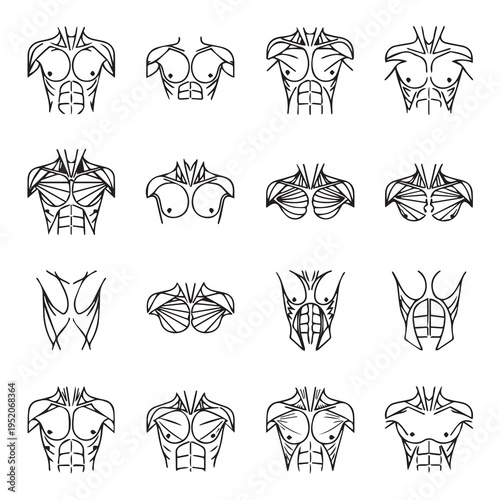 Male Torso Muscle Anatomy Illustrations Collection Line Art Clean Background