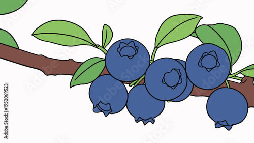 Blueberries grow on a branch with green leaves in a simple illustration
