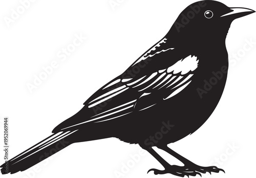 Black bird vector illustration, silhouette