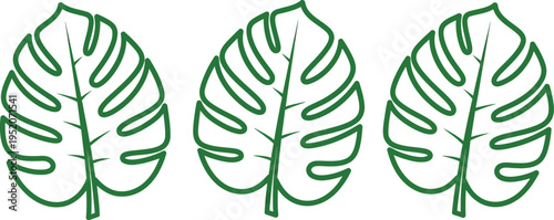 Minimalist green outline vector illustration of three monstera deliciosa leaves