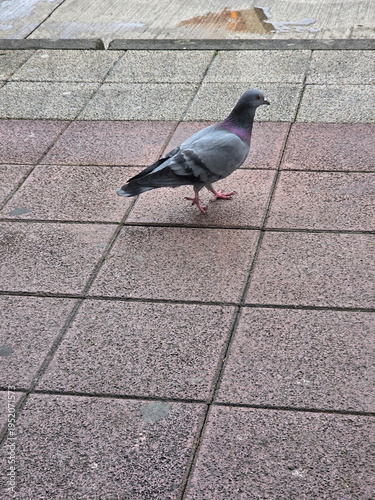 Feral rock pigeon walking on ground in urban environment. Common city bird in Toulouse, France, wildlife and street life concept.