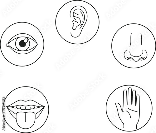 Simple vector illustration displaying the five fundamental human senses icons