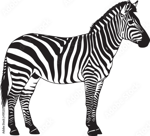 Black and white zebra vector illustration