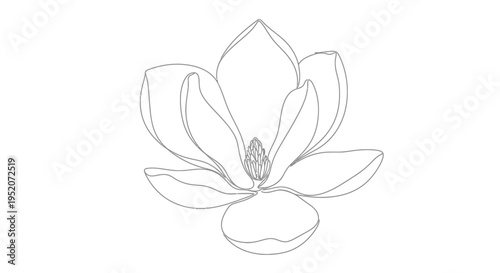 Detailed drawing of a magnolia flower.