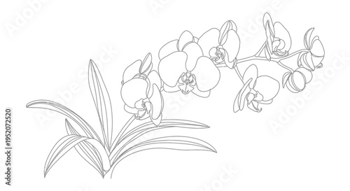 Detailed drawing of orchid flowers blooming.