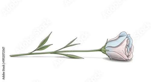 Beautiful White Rose in Bloom.